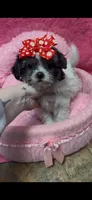 Sabrina, a female Shihpoo for sale in Ashland, OH – 3 of 5