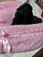 Sunshine , a female Shihpoo for sale in Ashland, OH – Photo 5 of 8