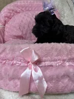 Sunshine , a female Shihpoo for sale in Ashland, OH – Photo 4 of 8