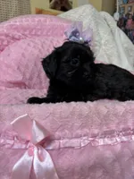 Sunshine , a female Shihpoo for sale in Ashland, OH – Photo 2 of 8