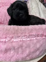 Sunshine , a female Shihpoo for sale in Ashland, OH – Photo 7 of 8
