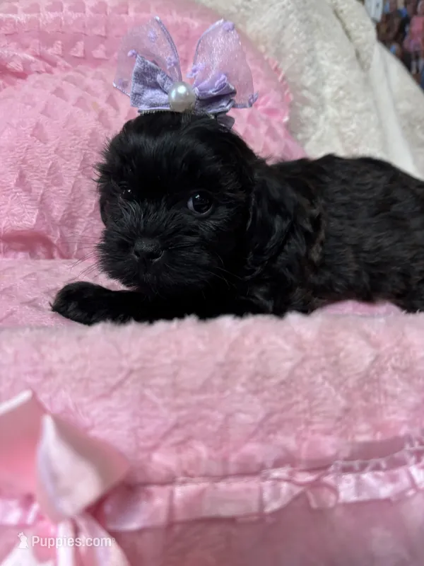 Sunshine  – Shihpoo puppy for sale in Ashland, OH