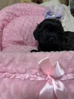 Sunshine , a female Shihpoo for sale in Ashland, OH – Photo 3 of 8