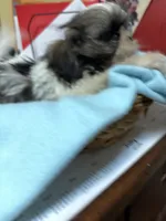 Captain Little , a male Shihpoo for sale in Ashland, OH – 6 of 7
