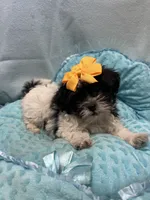 Bucky, a male Shihpoo for sale in Ashland, OH – 2 of 4