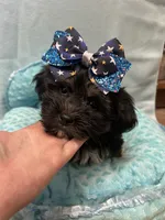 Tucker, a male Shihpoo for sale in Ashland, OH – 2 of 5