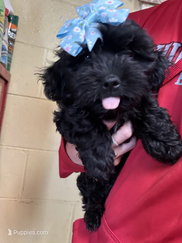 Lucki – Shihpoo puppy for sale in Ashland, OH