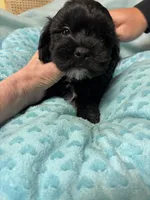 Jackson, a male Shihpoo for sale in Ashland, OH – Photo 3 of 7