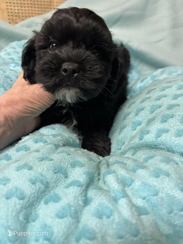 Jackson – Shihpoo puppy for sale in Ashland, OH