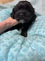 Jackson, a male Shihpoo for sale in Ashland, OH – Photo 2 of 7