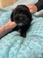 Jackson, a male Shihpoo for sale in Ashland, OH – Photo 4 of 7