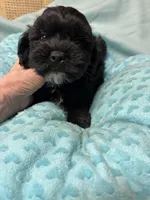 Jackson, a male Shihpoo for sale in Ashland, OH – Photo 6 of 7