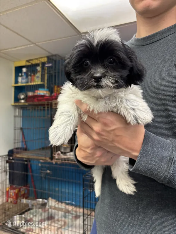 Bridgette – Shihpoo puppy for sale in Ashland, OH