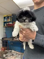 Bridgette, a female Shihpoo for sale in Ashland, OH – 2 of 8