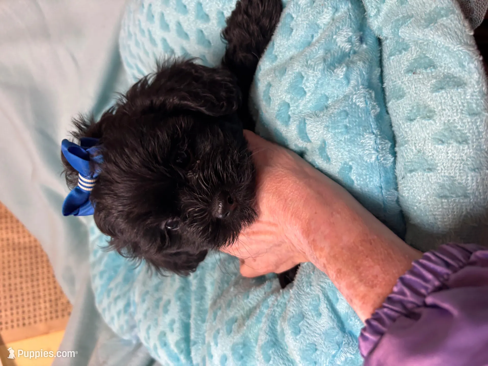 Lucki, a male Shihpoo for sale in Ashland, OH – Photo 5 of 5