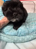 Honey Bear , a male Shihpoo for sale in Ashland, OH – 3 of 8