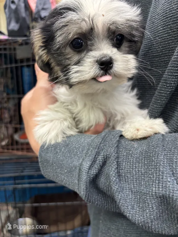 Buttercup  – Shihpoo puppy for sale in Ashland, OH