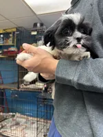 Sabrina, a female Shihpoo for sale in Ashland, OH – 3 of 8