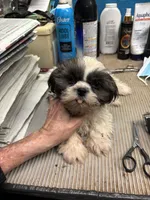 Captain Little , a male Shihpoo for sale in Ashland, OH – 4 of 7