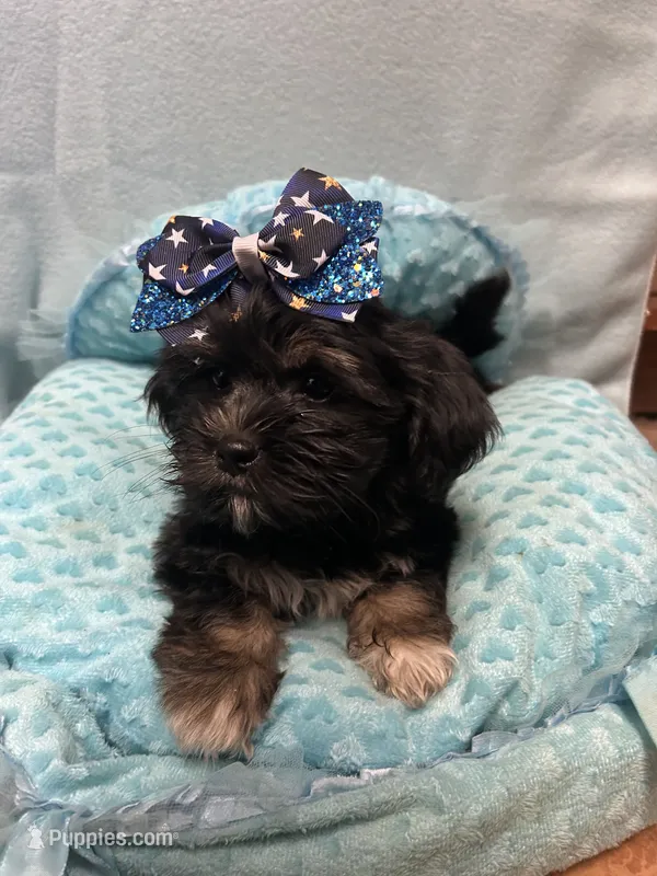 Tucker – Shihpoo puppy for sale in Ashland, OH