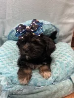 Tucker, a male Shihpoo for sale in Ashland, OH – 3 of 5