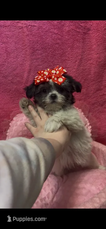 Sabrina – Shihpoo puppy for sale in Ashland, OH