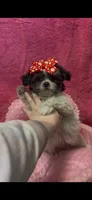 Sabrina, a female Shihpoo for sale in Ashland, OH – 1 of 5
