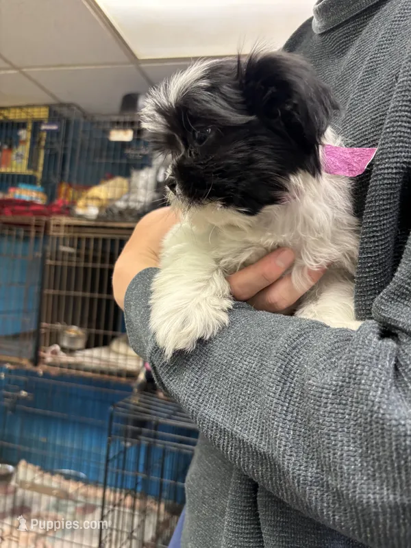 Bridgette – Shihpoo puppy for sale in Ashland, OH