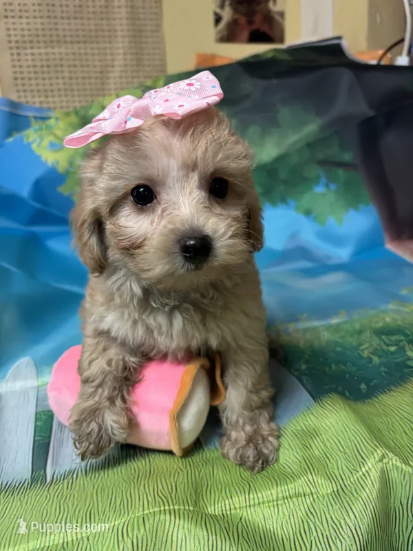 Tinkerbell – Yorkipoo puppy for sale in Ashland, OH