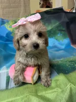 Tinkerbell, a female Yorkipoo for sale in Ashland, OH – 1 of 6