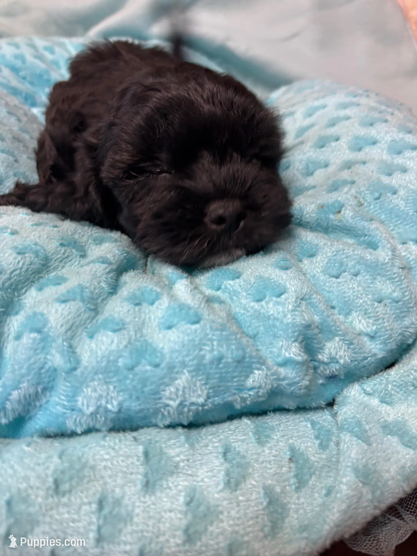 Lucki, a male Shihpoo for sale in Ashland, OH – Photo 4 of 5