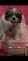 Sabrina, a female Shihpoo for sale in Ashland, OH – 4 of 5