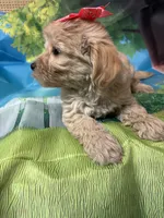 Sweet pea , a female Yorkipoo for sale in Ashland, OH – 6 of 6