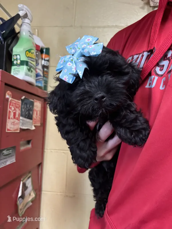 Lucki – Shihpoo puppy for sale in Ashland, OH