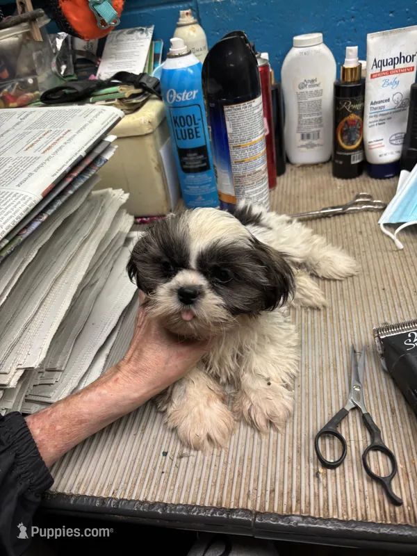 Captain Little  – Shihpoo puppy for sale in Ashland, OH