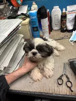Captain Little , a male Shihpoo for sale in Ashland, OH – 1 of 7