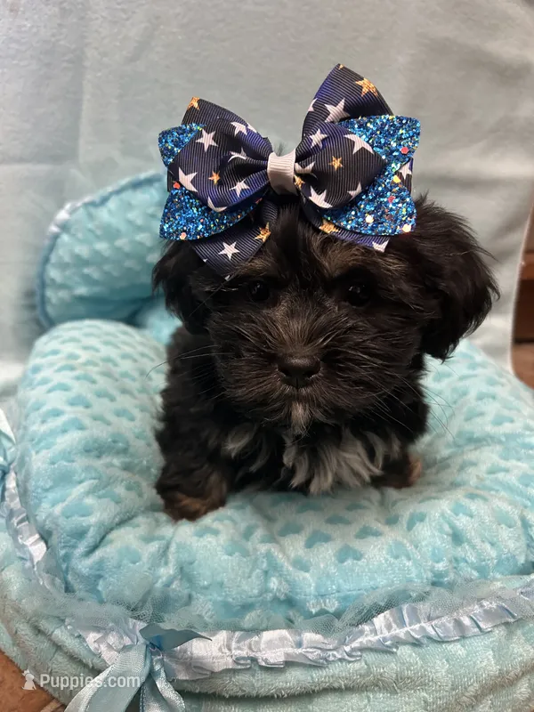 Tucker – Shihpoo puppy for sale in Ashland, OH