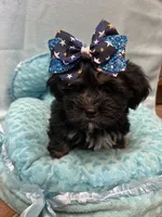 Tucker, a male Shihpoo for sale in Ashland, OH – 5 of 5