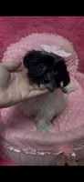 Bridgette, a female Shihpoo for sale in Ashland, OH – 2 of 3