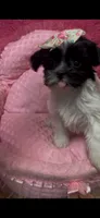 Buttercup , a female Shihpoo for sale in Ashland, OH – 3 of 4