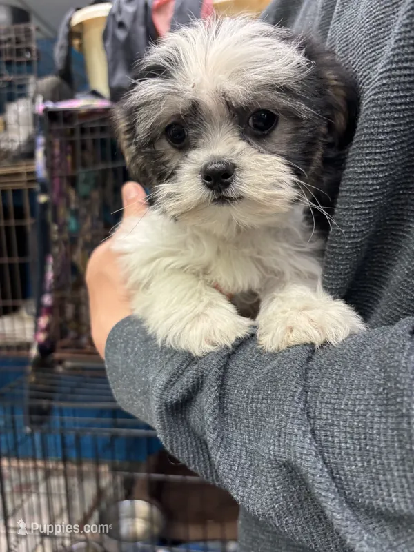 Buttercup  – Shihpoo puppy for sale in Ashland, OH