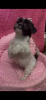 Buttercup , a female Shihpoo for sale in Ashland, OH – 2 of 4