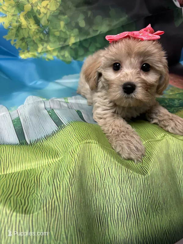 Sweet pea  – Yorkipoo puppy for sale in Ashland, OH