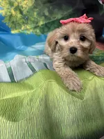 Sweet pea , a female Yorkipoo for sale in Ashland, OH – 1 of 6