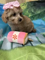 Tinkerbell, a female Yorkipoo for sale in Ashland, OH – 3 of 6