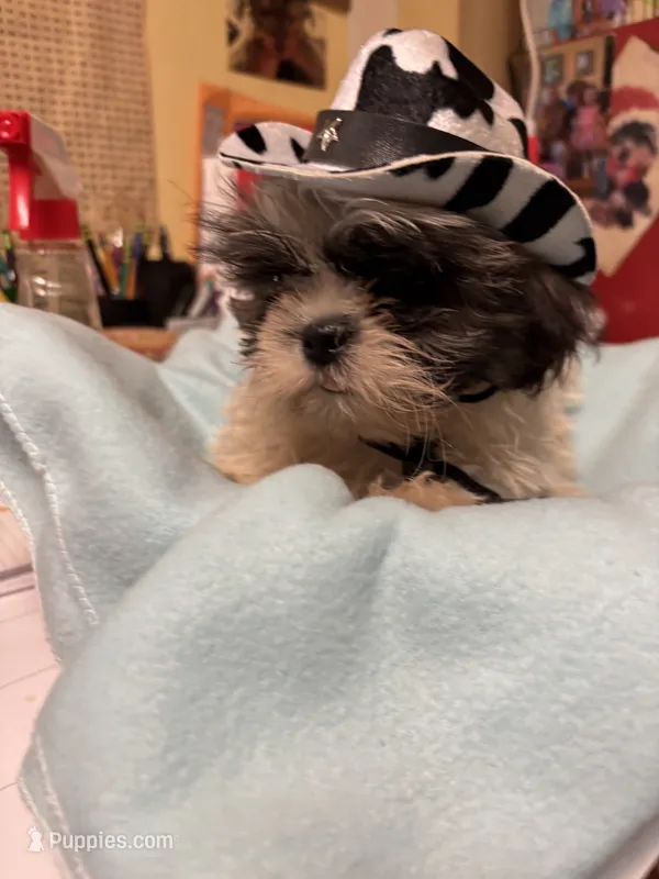 Captain Little  – Shihpoo puppy for sale in Ashland, OH