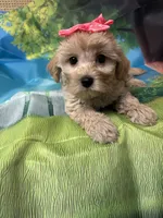 Sweet pea , a female Yorkipoo for sale in Ashland, OH – 3 of 6