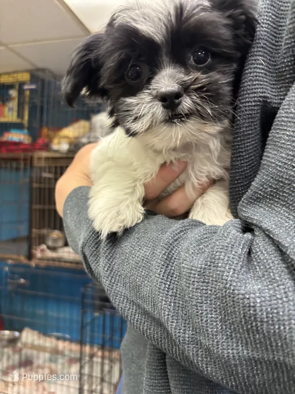 Bridgette – Shihpoo puppy for sale in Ashland, OH