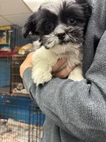 Bridgette, a female Shihpoo for sale in Ashland, OH – 3 of 8