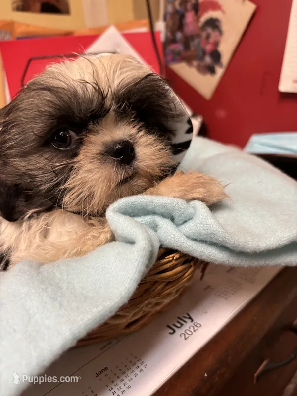 Captain Little  – Shihpoo puppy for sale in Ashland, OH